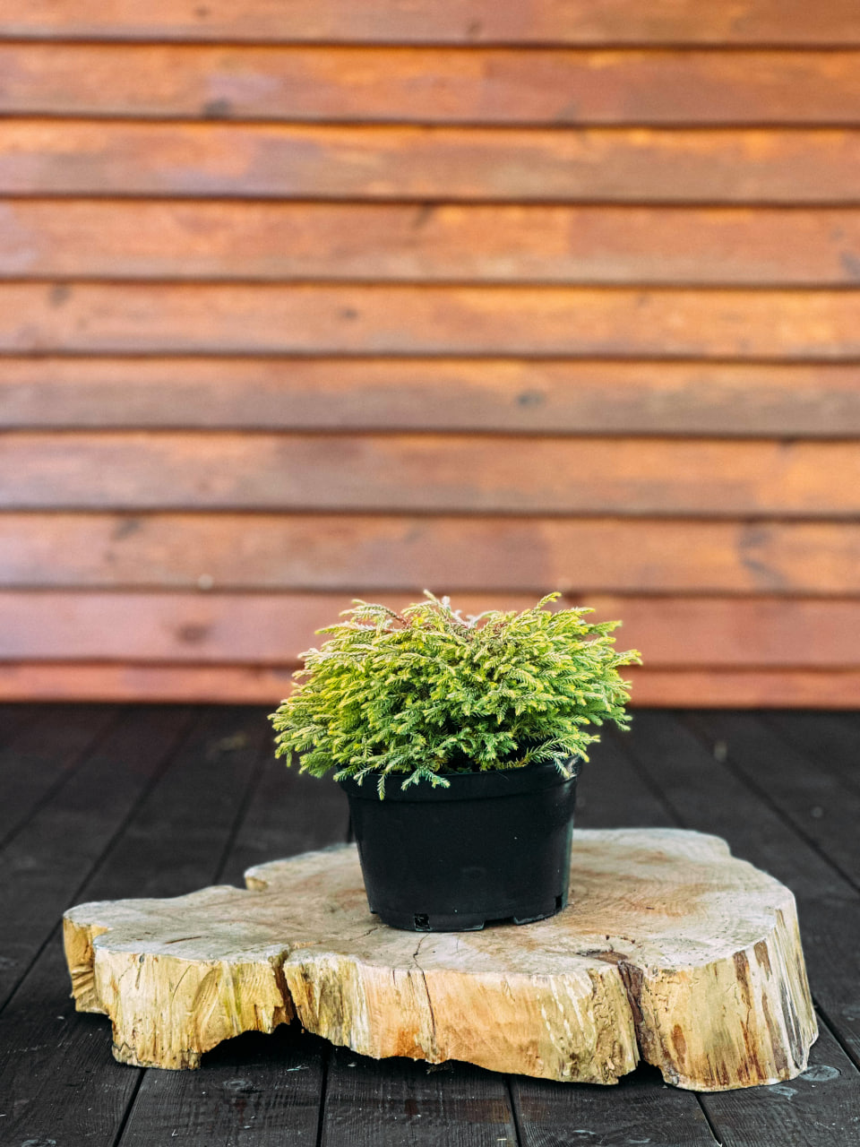 Туя західна "Голден Таффет", Thuja occidentalis Golden Tuffet ( С2 H20-25 )