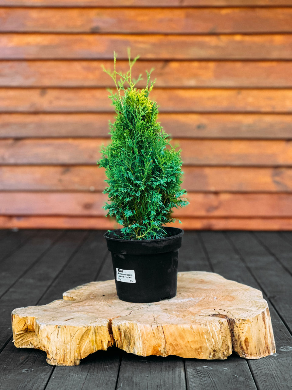 Туя західна "Хольмструп", Thuja occidentalis Holmstrup С7,5 Н70+