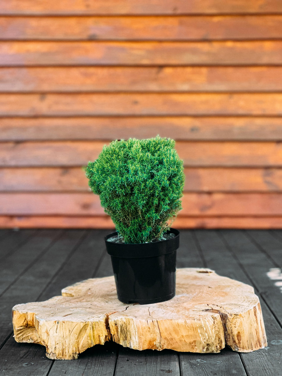 Туя західна "Тедді", Thuja occidentalis 'Teddy' С3 D25/30
