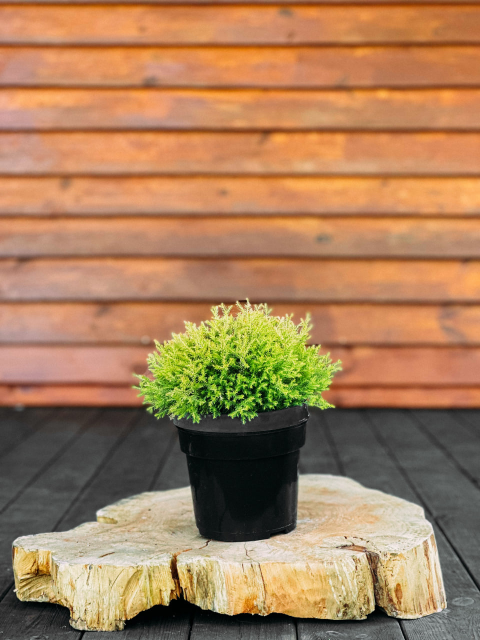 Туя західна "Рейнголд", Thuja occidentalis Rheingold С5 D90