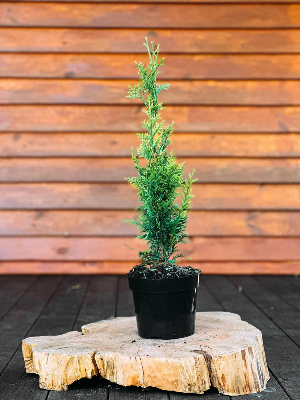 Туя складчаста "Канкан", Thuja plicata "Can-Can" С5 Н80+