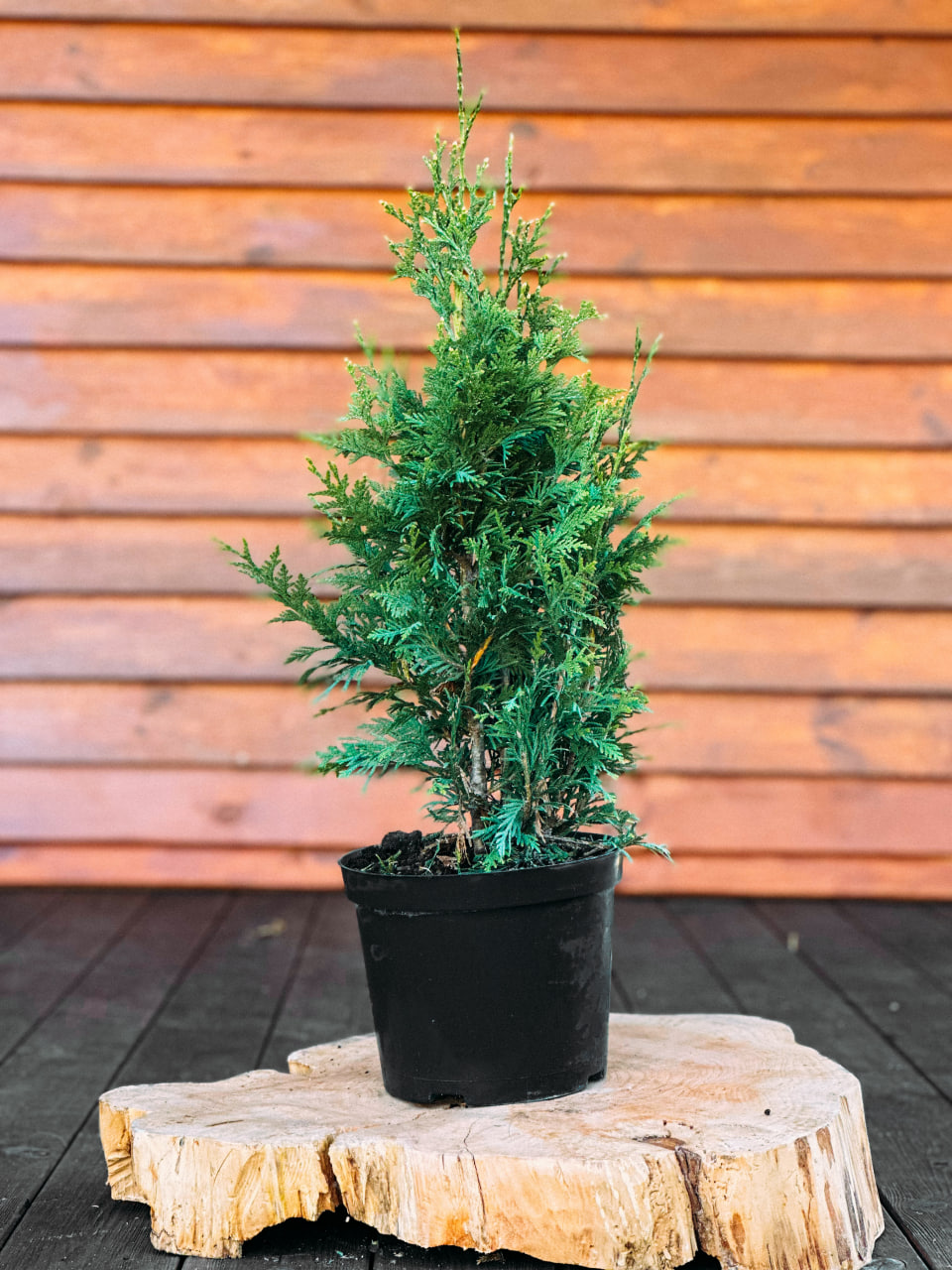 Туя складчаста "Канкан", Thuja plicata "Can-Can" С7,5 Н110+