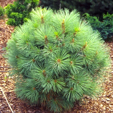 Сосна Джеффрі 'Джоппі', Pinus jeffreyi 'Joppi' С10 Н50/60