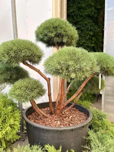 Сосна густоквіткова "Лоу Глоу" НІВАКІ , Pinus densiflora ‘Low Glow’