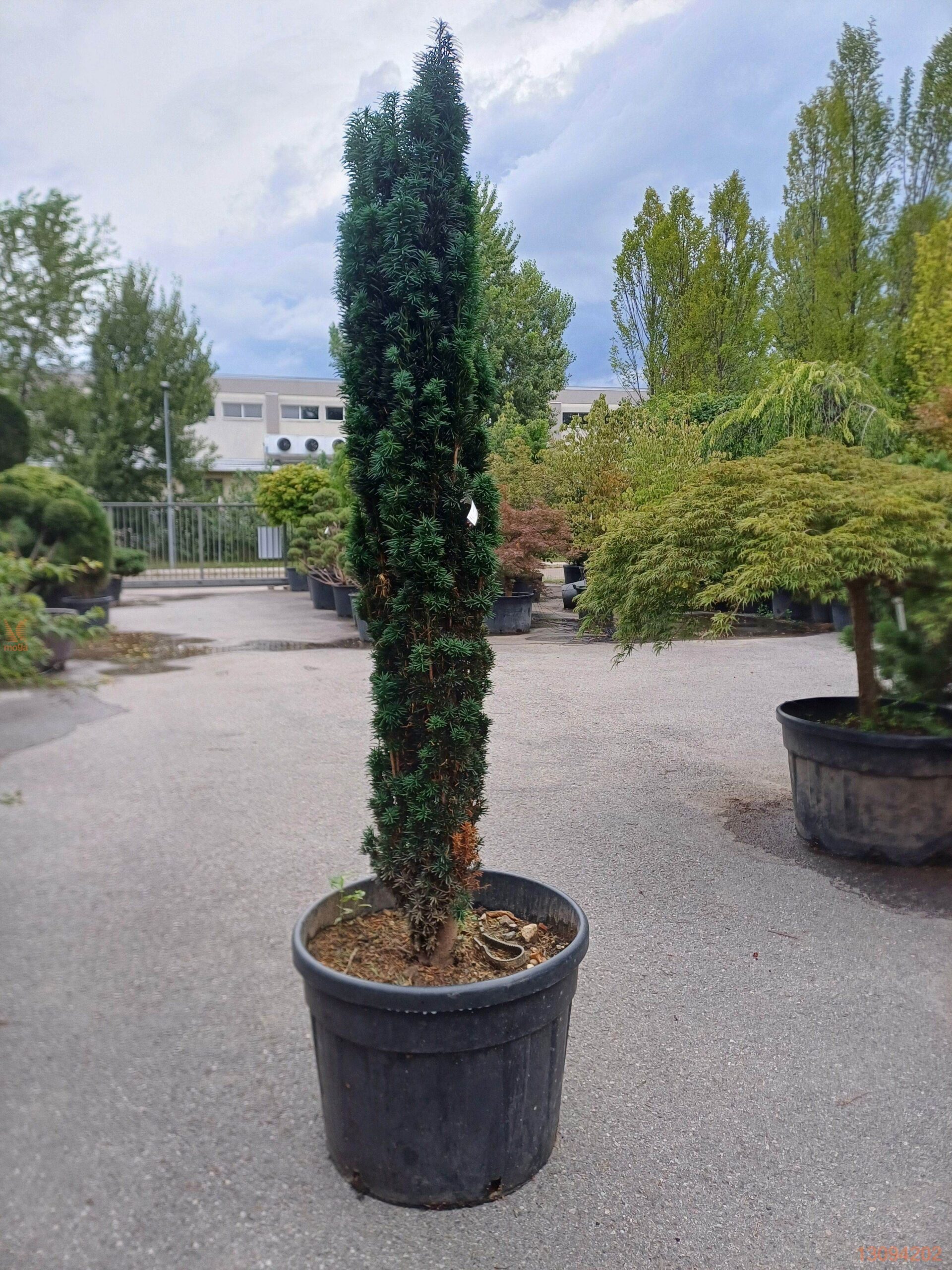 Тис ягідний 'Блек Тауер', Taxus baccata 'Black Tower' C7.5 H50/60