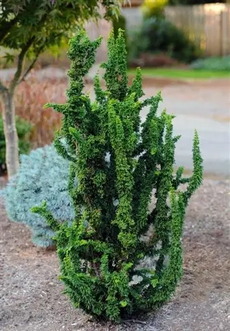 Кипарисовик туполистний 'Тедді Бір', Chamaecyparis obtusa 'Teddy Bear' С3 Н25/30