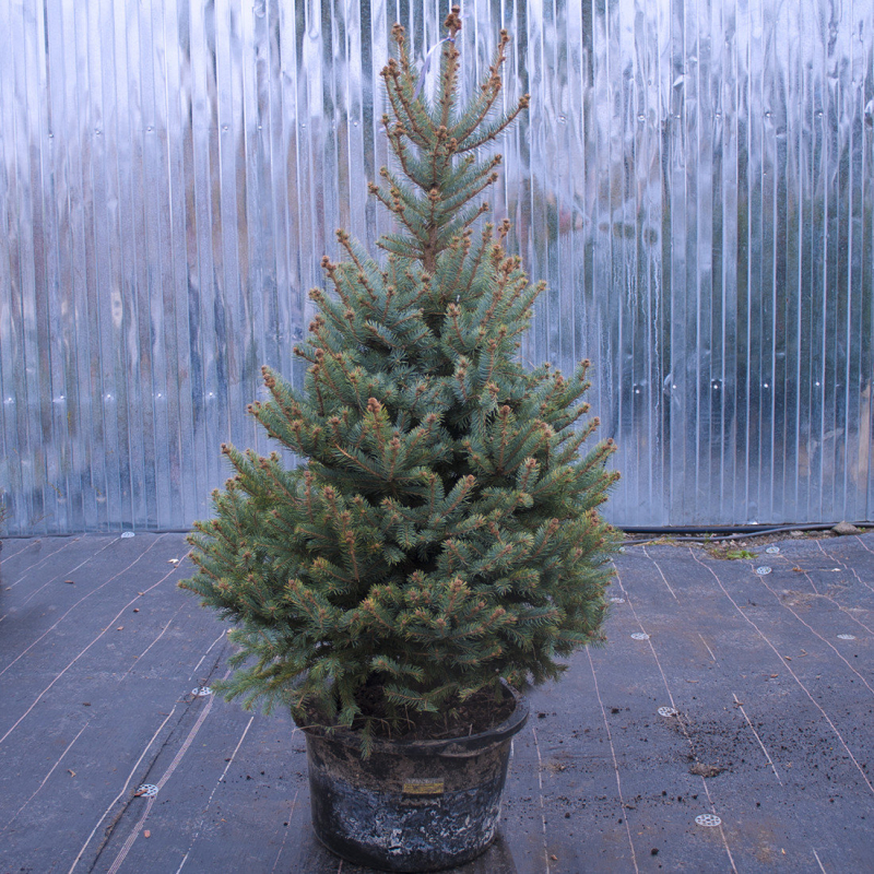 Ялина колюча 'Глаука', Picea pungens 'Glauca' C7.5, H50+
