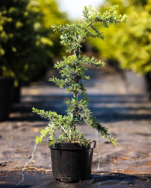 Кедр ліванський 'Глаука', Cedrus libani 'Glauca' С5 Н110/120