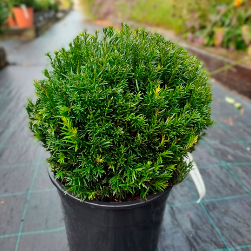 Тис середній 'Гроенланд', Taxus x media 'Groenland' С10 Н50/60