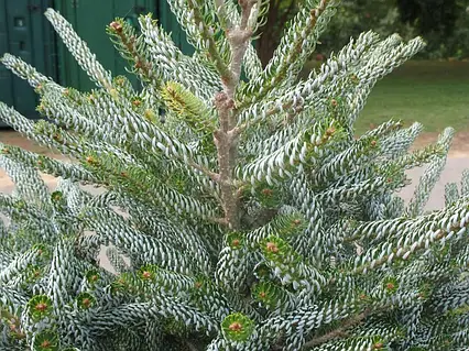 Ялиця корейська 'Сільберлок', Abies koreana 'Silberlocke' С5 Н50/60