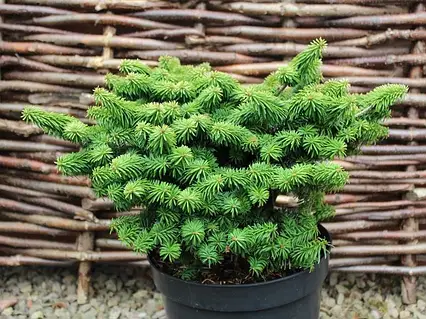 Ялиця бальзамічна 'Нана', Abies balsamea 'Nana' С3 Н15/20