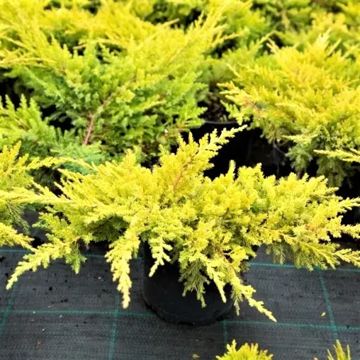 Ялівець горизонтальний "Голден Карпет", Juniperus horizontalis Golden Carpet С3 W30/35