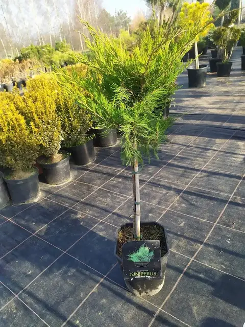 Ялівець середній 'Мінт Джулеп', Juniperus pfitzeriana 'Mint Julep' С10 Ра40 (на штамбі)