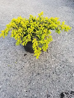 Ялівець звичайний Голдшатц, Juniperus communis Goldschatz С3 W25/30