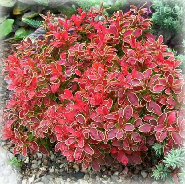 Барбарис тунберга 'Адмірейшн', Berberis thunbergii 'Admiration' С5 Н30/40