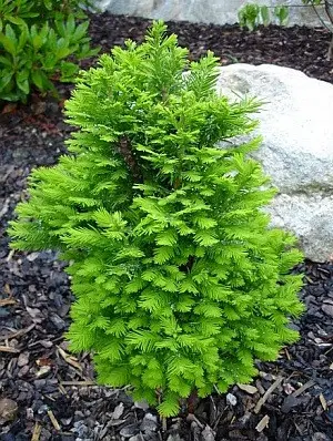 Таксодіум двурядний, Taxodium distichum С20 Н150/160