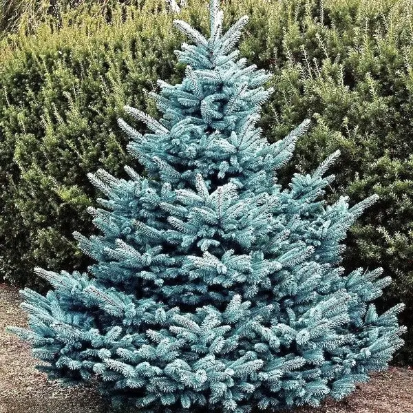 Ялина колюча 'Кейбаб', Picea pungens 'Kaibab' C20, H100+