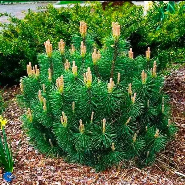 Сосна гірська "Пуміліо", Pinus mugo "Pumilio" С2 W15/20