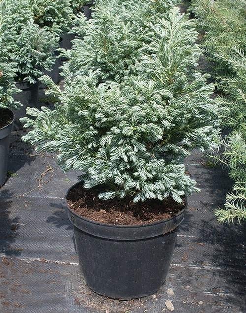 Кипарисовик горохоплідний 'Бебі Блю', Chamaecyparis pisifera 'Baby Blue' С7.5 W35/40