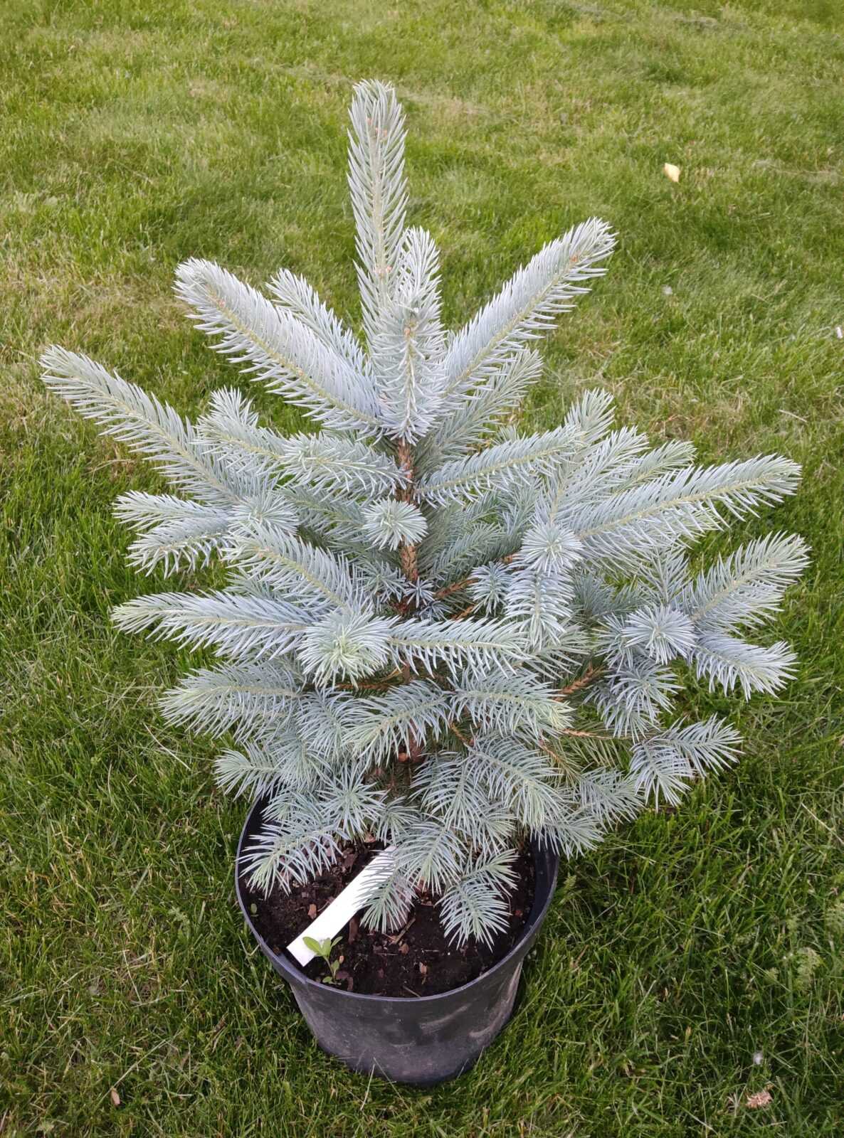 Ялина колюча 'Блю Даймонд', Picea pungens 'Blue Diamond' С5 Н15/20