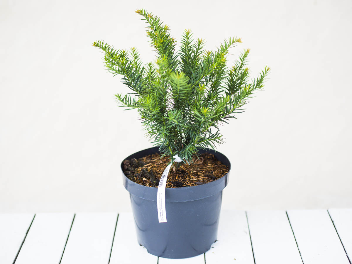 Тис ягідний 'Репанденс', Taxus baccata 'Repandens' С7.5 Н30/40