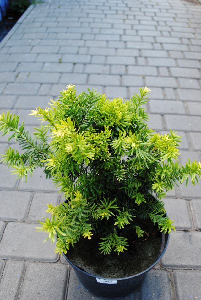 Тис ягідний 'Саммерголд', Taxus baccata 'Summergold' С7.5 Н30/35
