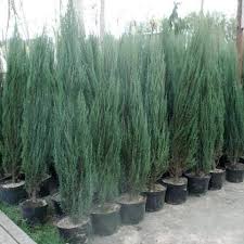 Ялівець скельний 'Блу Ерроу', Juniperus scopulorum 'Blue Arrow' С25 Н180+