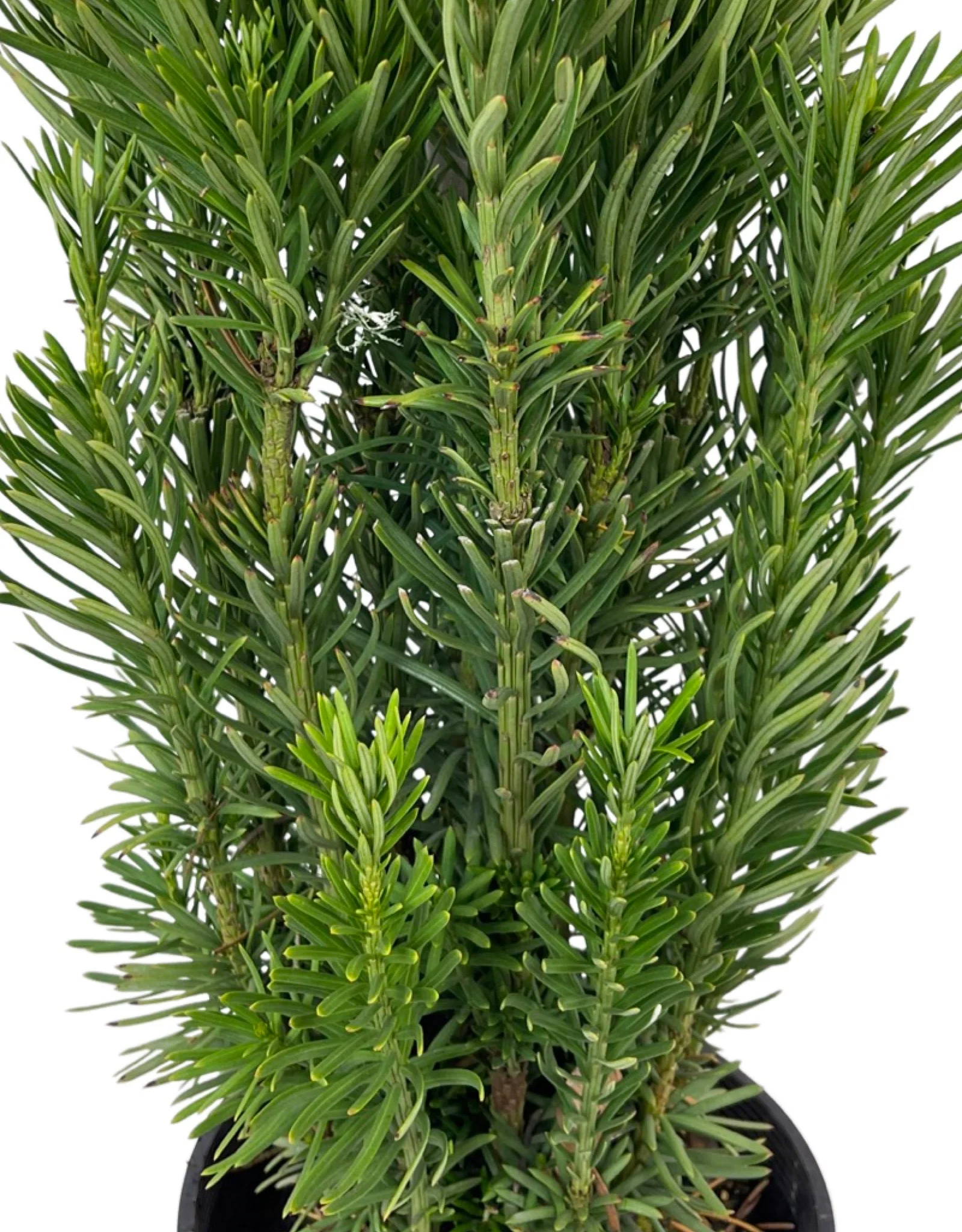 Главотис Харінгтона 'Фастігіата', Cephalotaxus harringtonia 'Fastigiata' С7.5 Н40/50