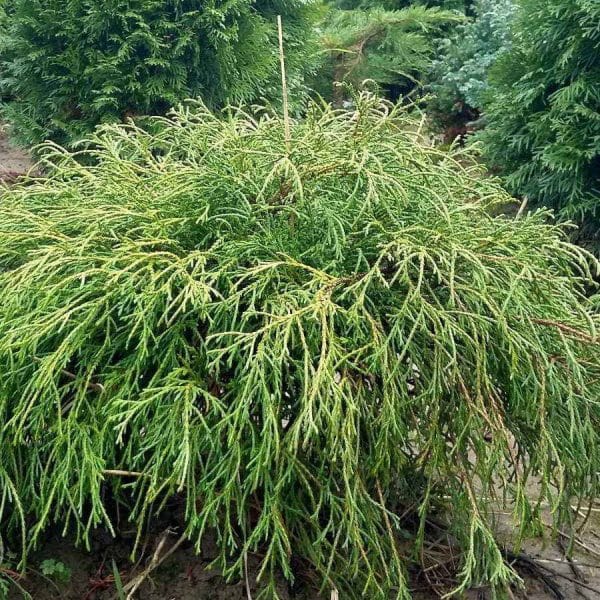 Кипарисовик горіхоплідний "Філіфера Ауреа Нанa", Chamaecyparis pisifera Filifera Aurea Nana C7.5 H60/70