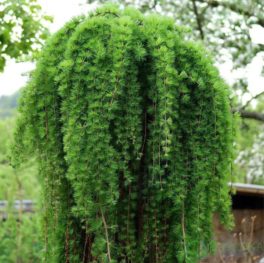 Модрина плакуча 'Стіф Віпер', Larix decidua 'Stiff Weeper' С5 Ра100