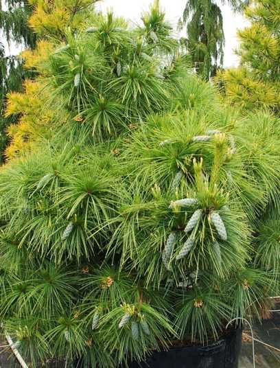 Сосна шверина Витхорст, Pinus schwerinii Wiethorst С10 Н30/40