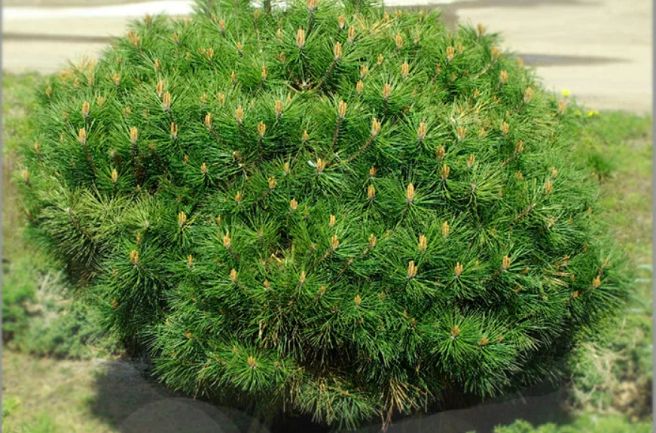 Сосна чорна Брепо, Pinus nigra 'Brepo' C15 W25-30