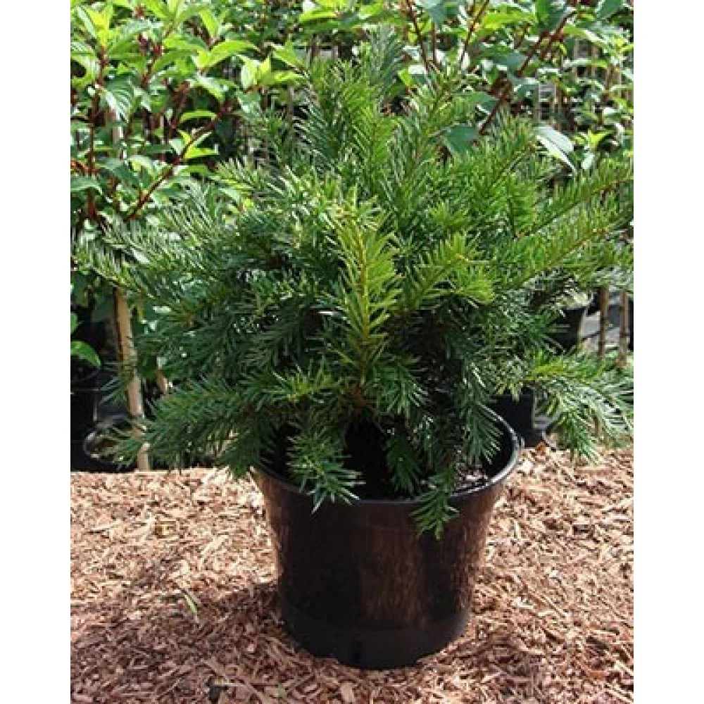 Тис звичайний, Taxus baccata С10 Н90/100