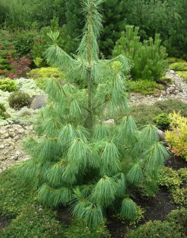 Сосна гімалайська, Pinus wallichiana С20 Н100/120
