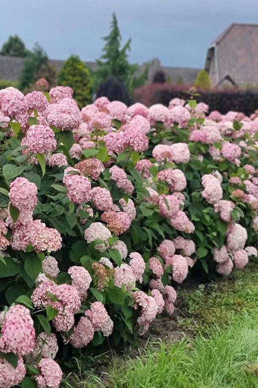 Гортензія деревоподібна 'Кендібель Баблгам', Hydrangea arborescens 'Candybelle Bubblegum' C5 H100/120