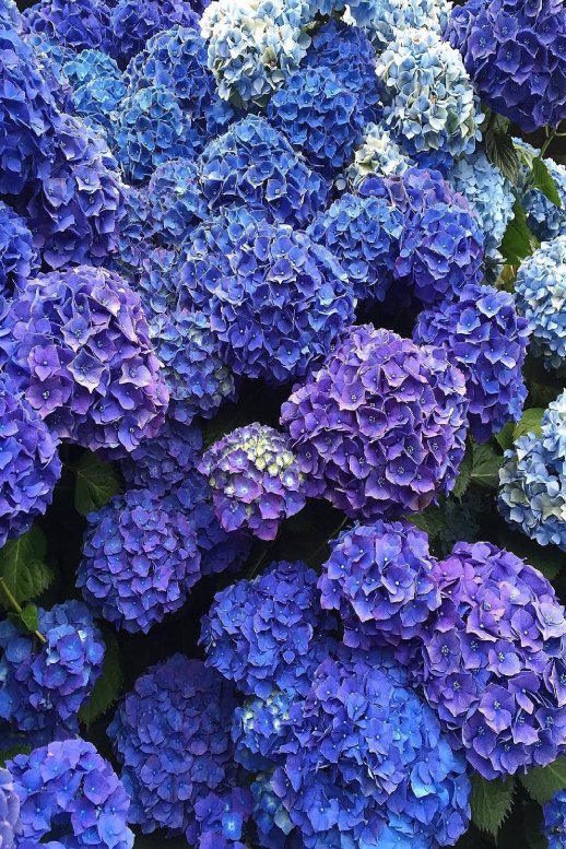 Гортензія широколиста 'Боденсі', Hydrangea macrophylla 'Bodensee' С10 Н50/60