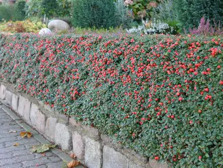 Кизильник Даммера 'Майор', Cotoneaster Dammeri 'Major' С2 W30/40