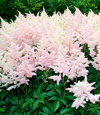 Астільба японська "Европа", Astilbe Japonica "Europa" С3