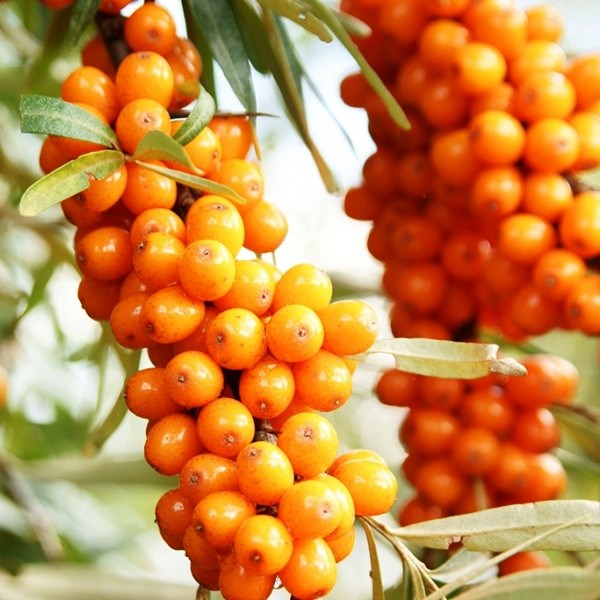 Обліпи́ха звича́йна жіноча, Hippophae rhamnoides С5 Н100+