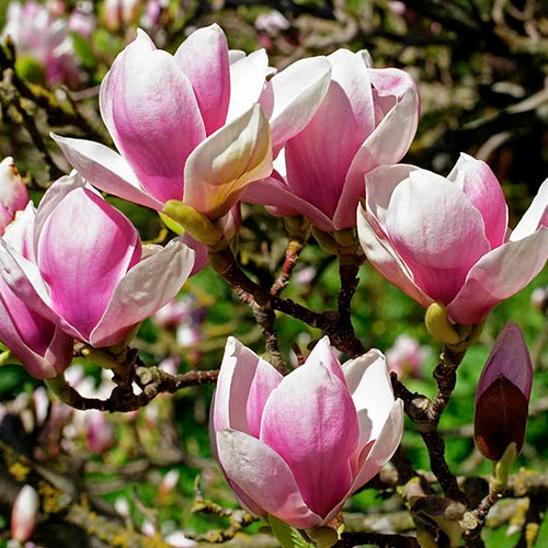 Магнолія Суланжа 'Александріна', Magnolia soulangeana 'Alexandrina'