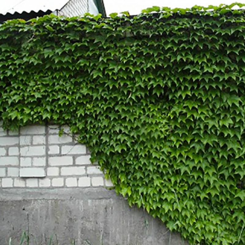 Плющ вічнозелений, Hedera helix С3 - Зображення 2