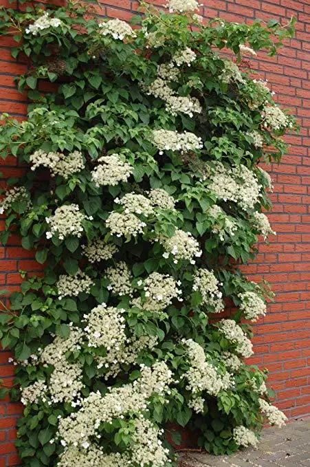Гортензія черешкова 'Петіоларис', Нydrangea anomala 'Petiolaris' C15 H100/110