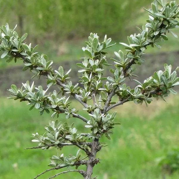 Обліпи́ха звича́йна чоловіча Hippophae rhamnoides С5 Н100+