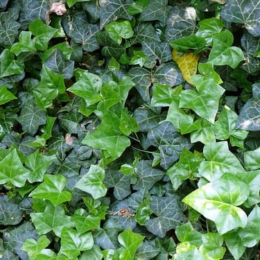 Плющ вічнозелений, Hedera helix С3