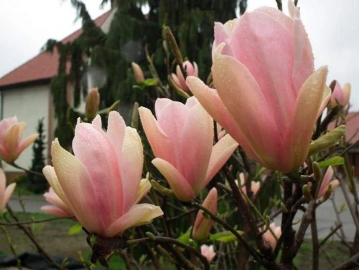 Магнолія 'Корал Лейк', Magnolia 'Coral Lake' C20 H170