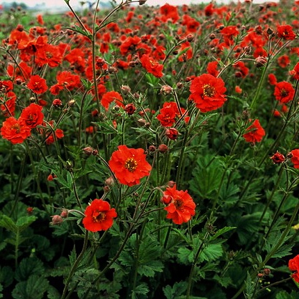 Гравілат, Geum С7.5