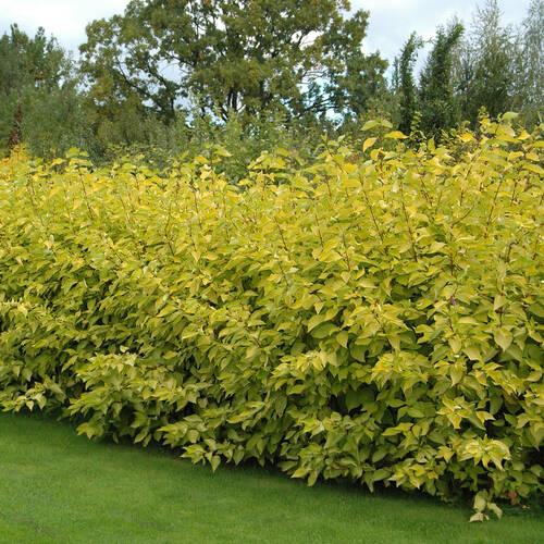 Дерен білий 'Ауреа', Cornus alba 'Aurea' С2 Н70/80