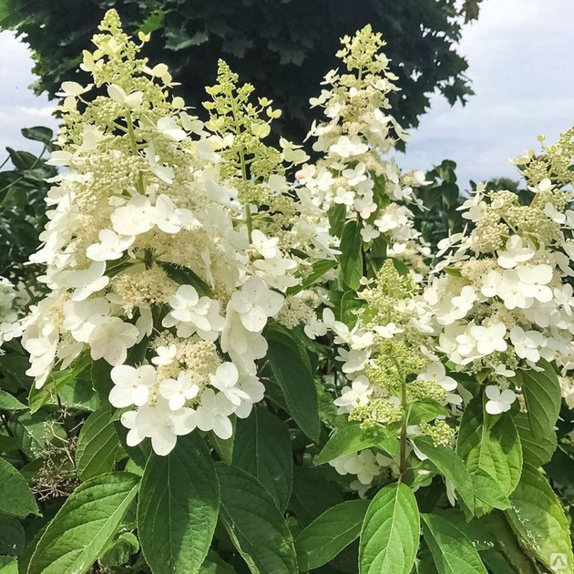 Гортензія волотиста 'Кіушу', Hydrangea paniculata 'Kyushu' С5 Н40/50