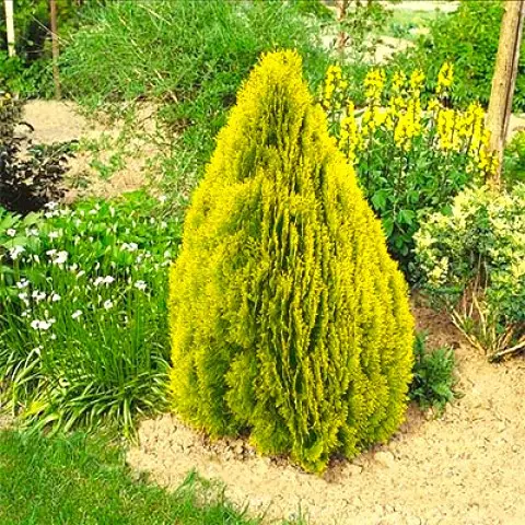 Туя східна 'Пірамідаліс Ауреа', Platycladus orientalis 'Pуramidalis Aurea' С3 Н35/40