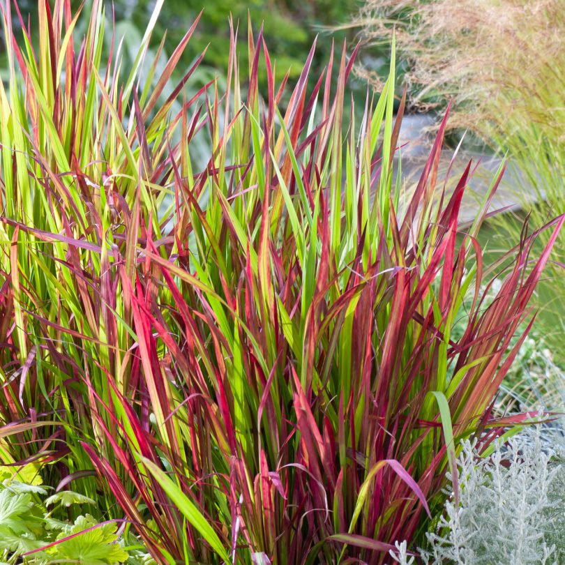 Імперата циліндрична 'Ред Барон', Imperata cylindrica 'Red Baron' С2